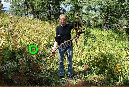 відповіді до гри Найди кота Уровень 516