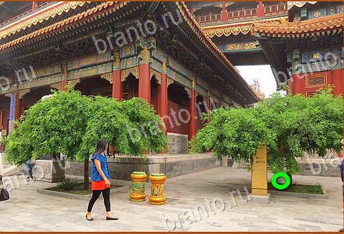 ответы на игру Найди кота Уровень 553