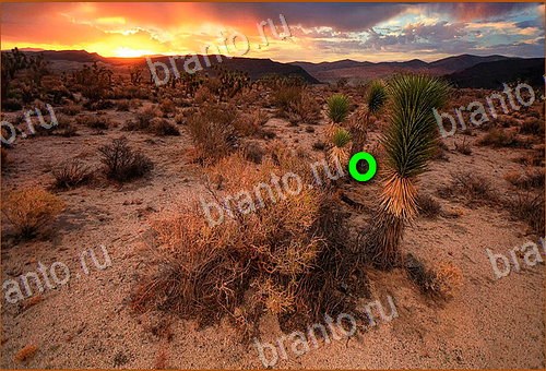 ответы на игру Найди кота Уровень 556