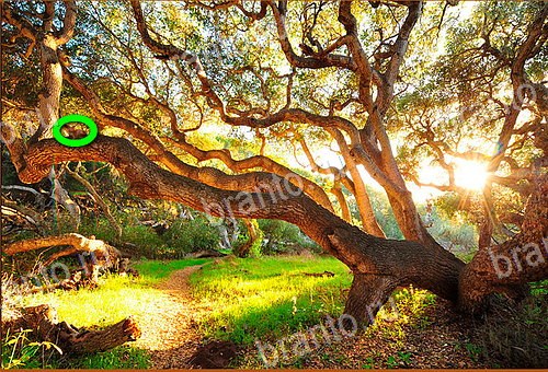 ответы на игру Найди кота Уровень 586