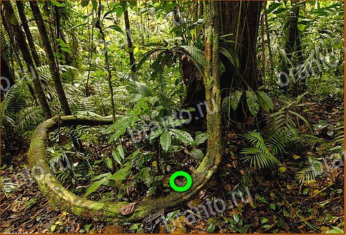 подсказки на игру Найди кота Уровень 590