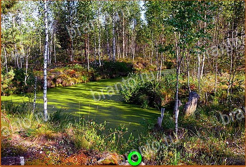 сборник ответов на игру Найди кота Уровень 608