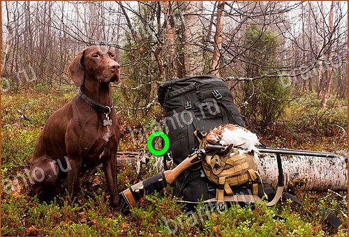 решебник на игру Найди кота Уровень 609