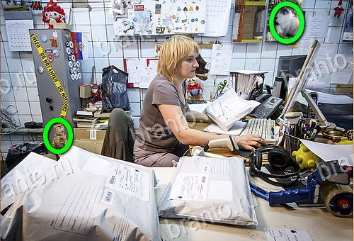 решения на игру Найди кота Уровень 649