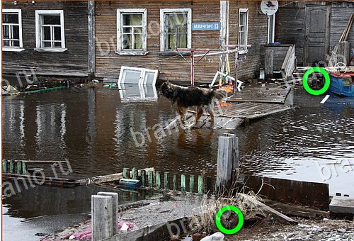 фотоответы на игру Найди кота Уровень 656