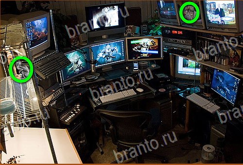 подсказки на игру Найди кота Уровень 680