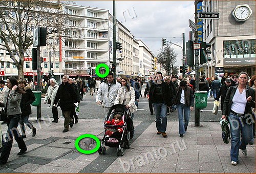 ответы на игру Найди кота Уровень 705