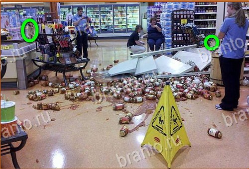 відповіді до гри Найди кота Уровень 816