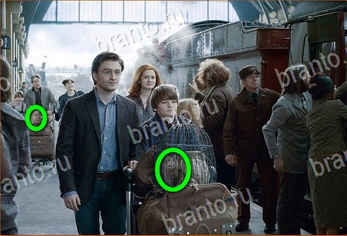 Найди кота игра ВК ответы Уровень 881