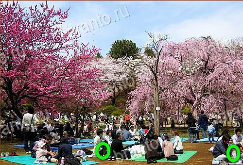 ответы на игру Найди кота Уровень 918