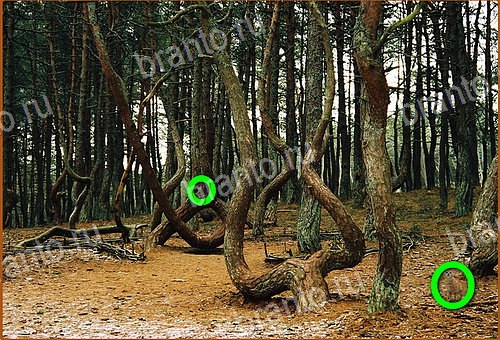 відповіді до гри Найди кота Уровень 936