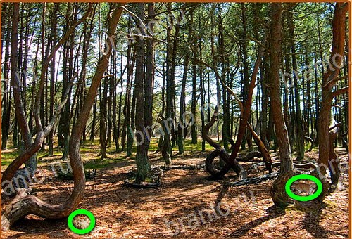 ключи на игру Найди кота Уровень 937