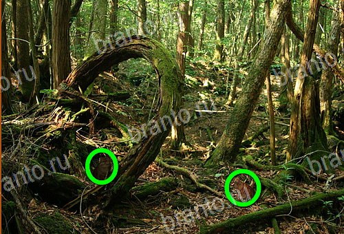 сборник ответов на игру Найди кота Уровень 938