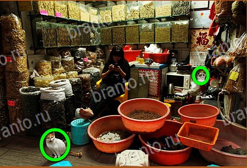 решебник на игру Найди кота Уровень 969