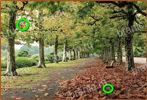 ответы на игру Найди кота Уровень 975