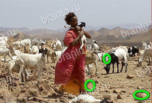 Найди кота игра ответы Уровень 1090