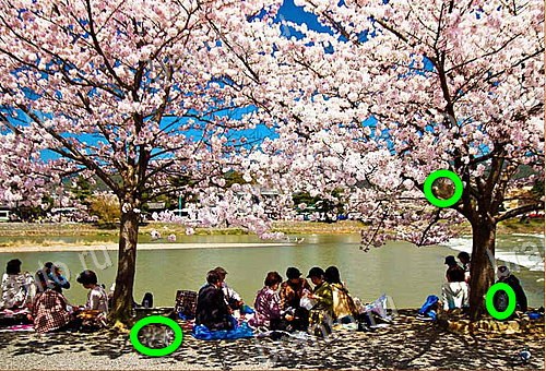 ответы на игру Найди кота Уровень 1098