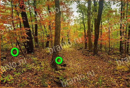 ответы на игру Найди кота Уровень 1126