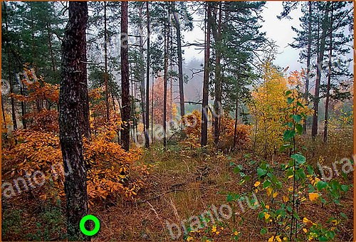 ответы на игру Найди кота Уровень 1158