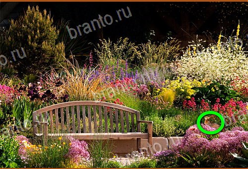 решения на игру Найди кота Уровень 1173