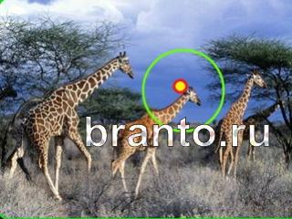 ответы на игру Зоркий глаз Уровень 661