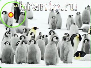 ответы на игру Зоркий глаз Уровень 662