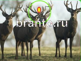 ответы на игру Зоркий глаз Уровень 663