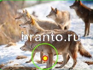 ответы на игру Зоркий глаз Уровень 664