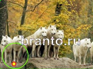 ответы на игру Зоркий глаз Уровень 665