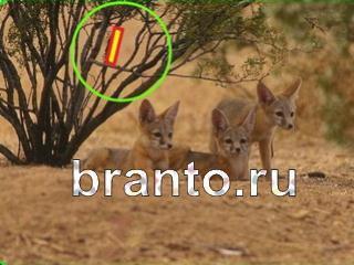 ответы на игру Зоркий глаз Уровень 667