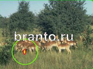 ответы на игру Зоркий глаз Уровень 669