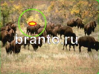 ответы на игру Зоркий глаз Уровень 670