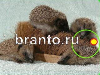 ответы на игру Зоркий глаз Уровень 672