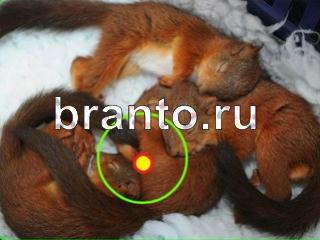 ответы на игру Зоркий глаз Уровень 673