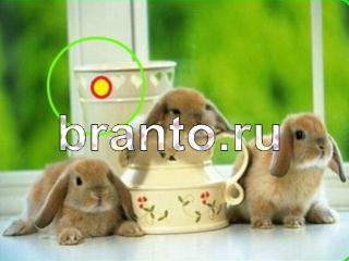 ответы на игру Зоркий глаз Уровень 674