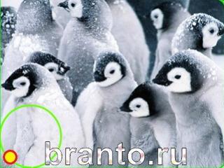 ответы на игру Зоркий глаз Уровень 675