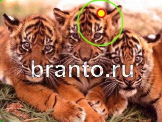 ответы на игру Зоркий глаз Уровень 676