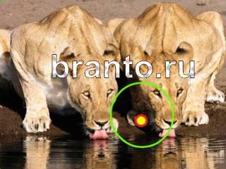 ответы на игру Зоркий глаз Уровень 677