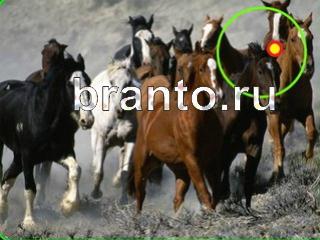 ответы на игру Зоркий глаз Уровень 678