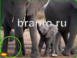 ответы на игру Зоркий глаз Уровень 679