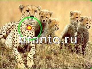 ответы на игру Зоркий глаз уровень 680