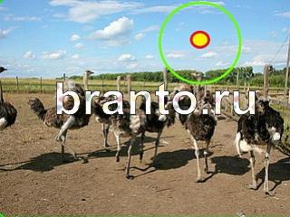 ответы на игру Зоркий глаз Уровень 746