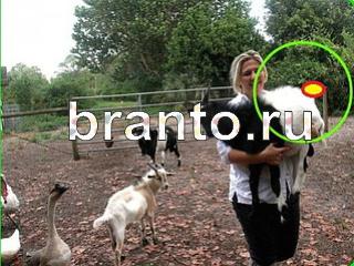 ответы на игру Зоркий глаз Уровень 751