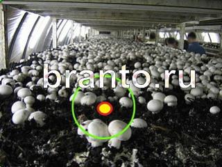 ответы на игру Зоркий глаз Уровень 753