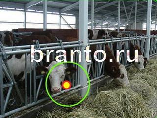 ответы на игру Зоркий глаз Уровень 755