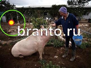 ответы на игру Зоркий глаз Уровень 756