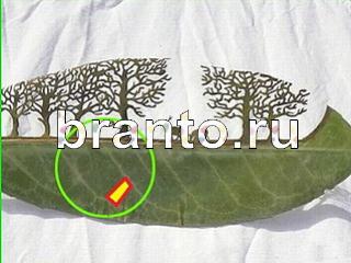 ответы на игру Зоркий глаз Уровень 773