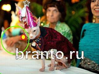 ответы на игру Зоркий глаз Уровень 786