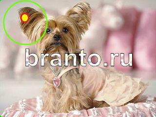 ответы на игру Зоркий глаз Уровень 791