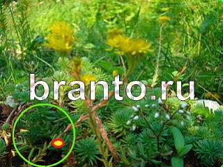 ответы на игру Зоркий глаз Уровень 1062